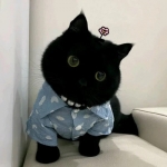 可爱呆萌的猫咪头像，萌到爆炸！
