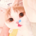 2024最新最火可爱头像大集合