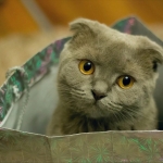 一只灰色的折耳猫好奇地向外张望头像图片
