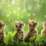 四只小猫坐在草丛中向上看头像图片