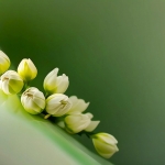 清新淡雅白色花朵头像图片