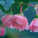露水鲜艳花朵头像图片