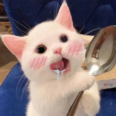 可爱小猫头像推荐：软萌、搞怪、温柔款，满足不同喜好