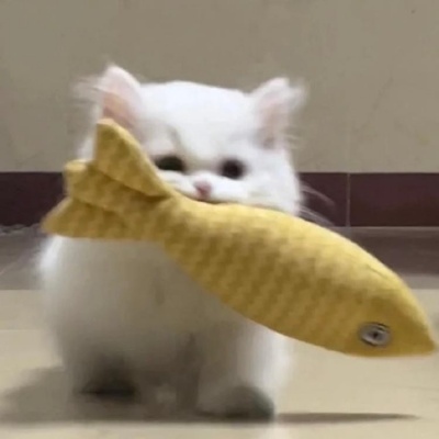 萌化啦！可爱小猫头像来袭
