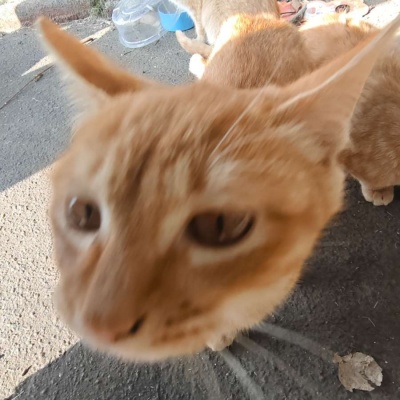 萌到犯规！可爱搞怪猫咪头像来袭