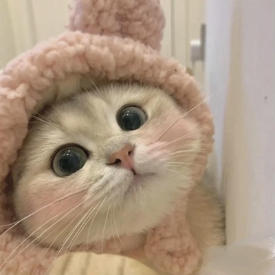 2026热门小猫可爱头像合集，适合女生 / 男生的萌猫头像推荐