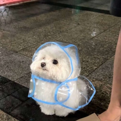 萌萌哒可爱小狗头像图片推荐